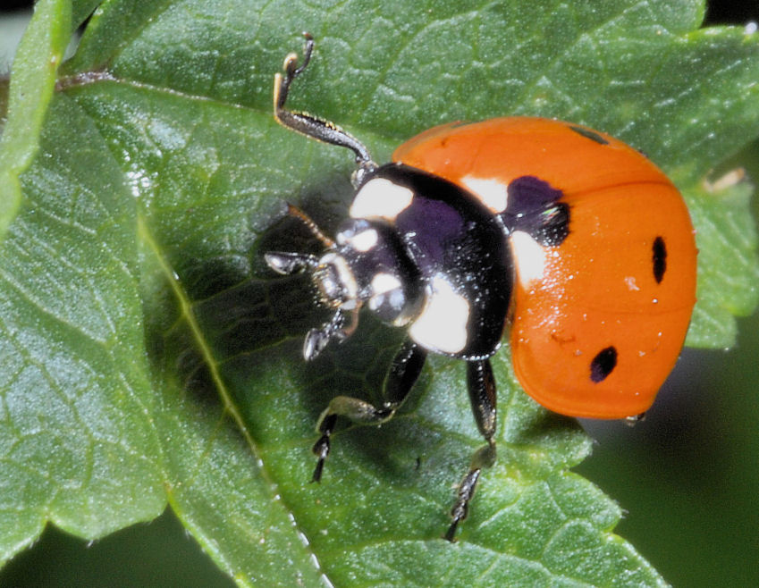 La toeletta